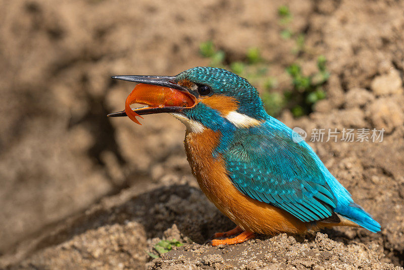 普通翠鸟(Alcedo atthis)和金鱼